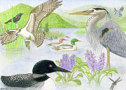 Wetlands - Their Important and Why